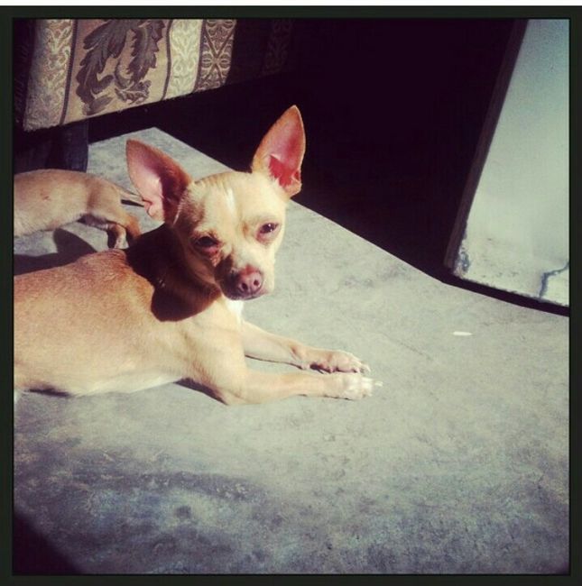 Les presento a.... - 4