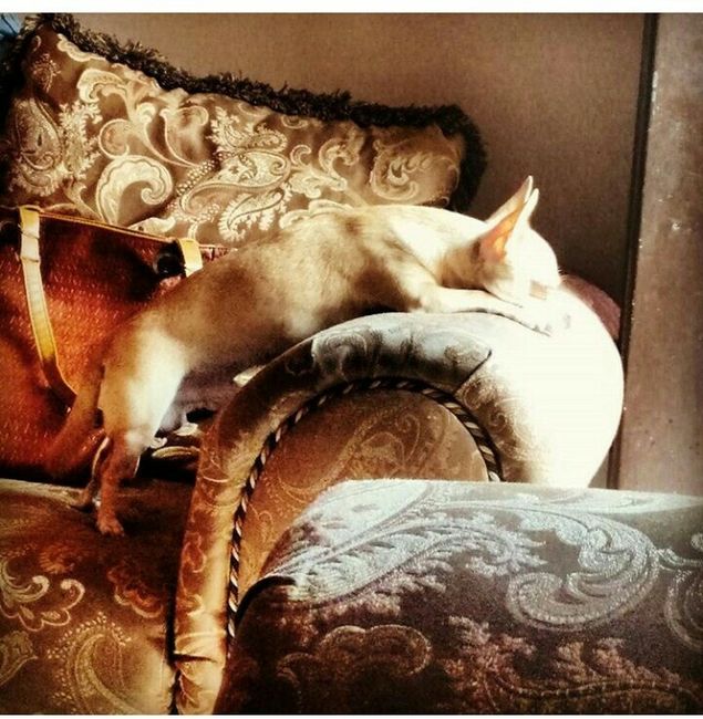 Les presento a.... - 6