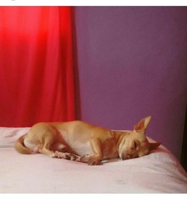 Les presento a.... - 7