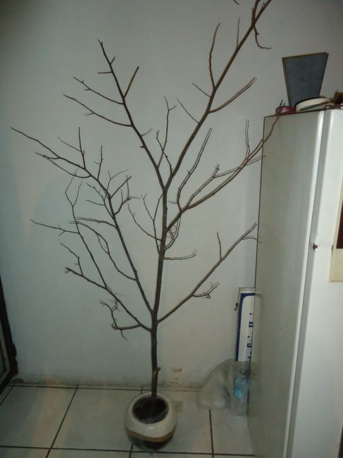 Árbol para adornar