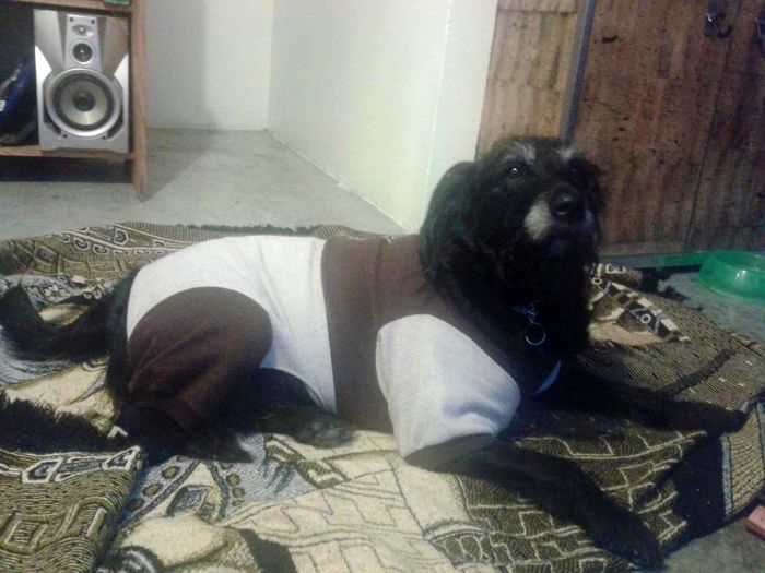 La foto de tu mascota! - 1