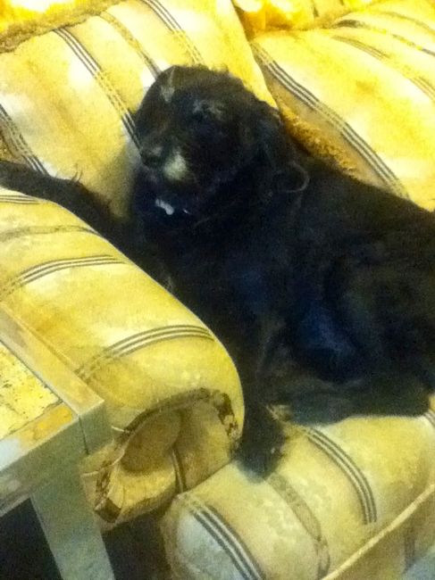 Mi perro es mi hijo!! - 1