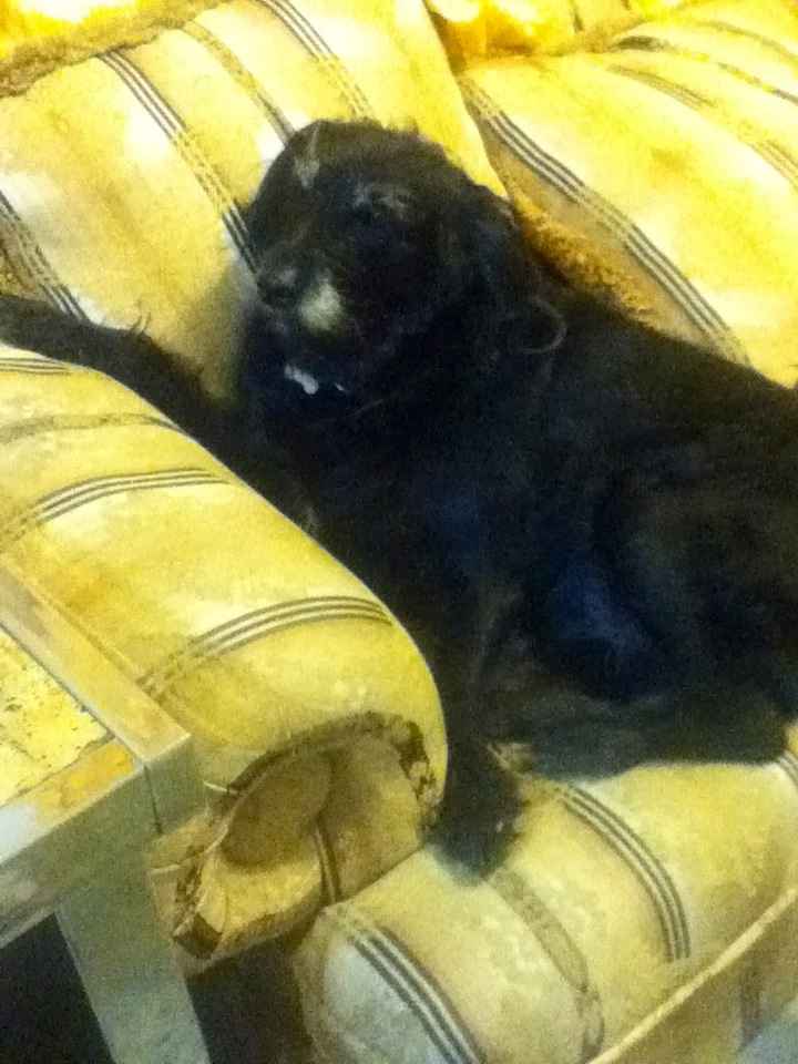 Mi perro es mi hijo!! - 1