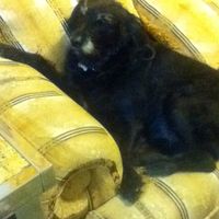 Mi perro es mi hijo!! - 1