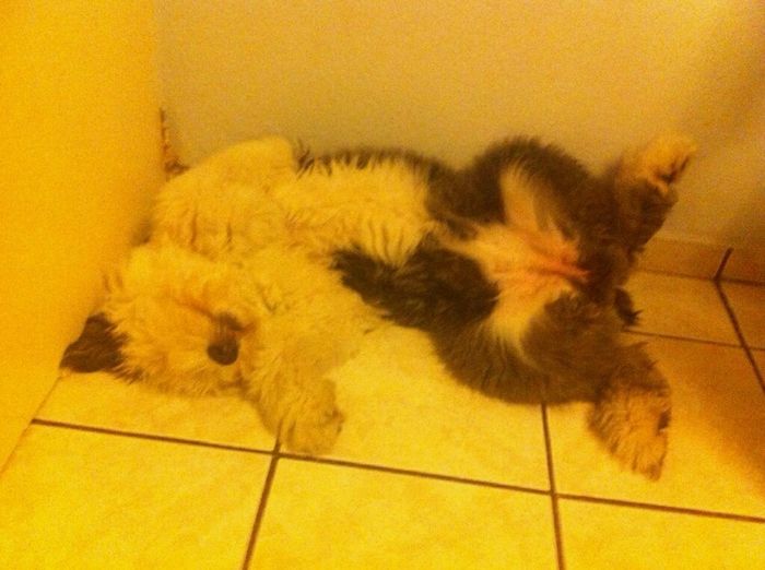 Presenten mascotas.... - 1