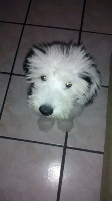 Presenten mascotas.... - 3