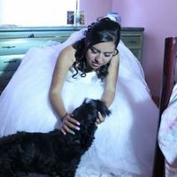 Mi bebé de 4 patas en mi boda !!! - 1