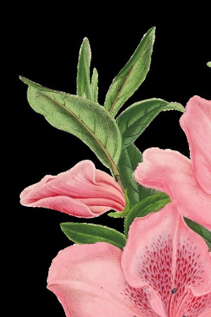 Flores