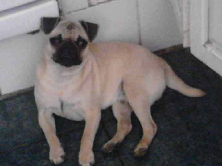 mi pug mati