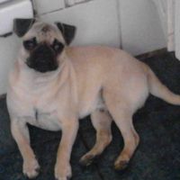 mi pug mati