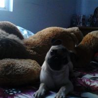 aww q moxo