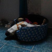 aww cosita