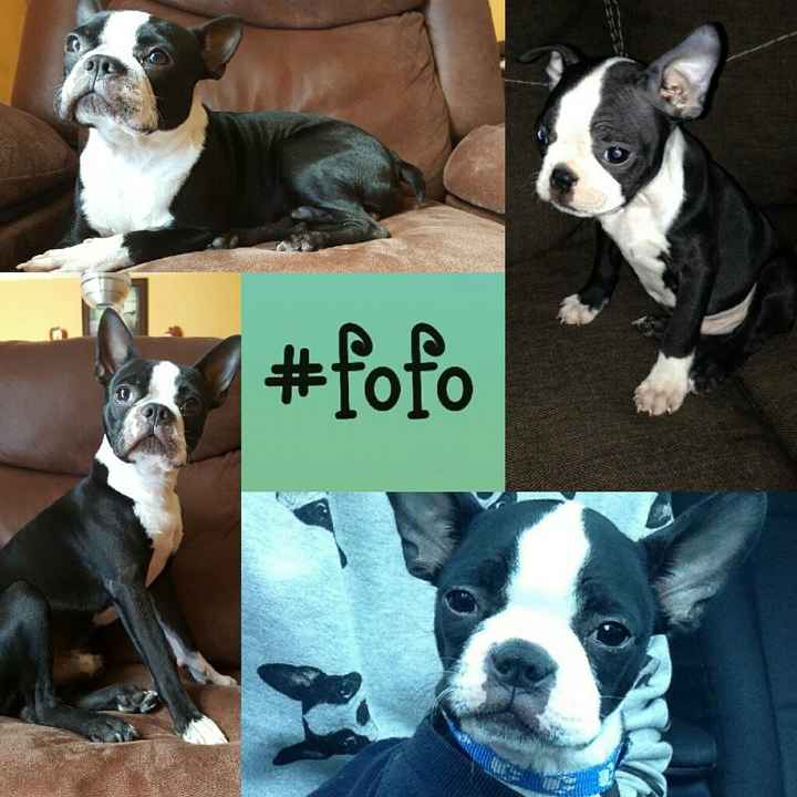 Mi bebé presente: #bostonterrier - 1