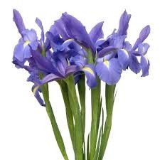 iris azul2