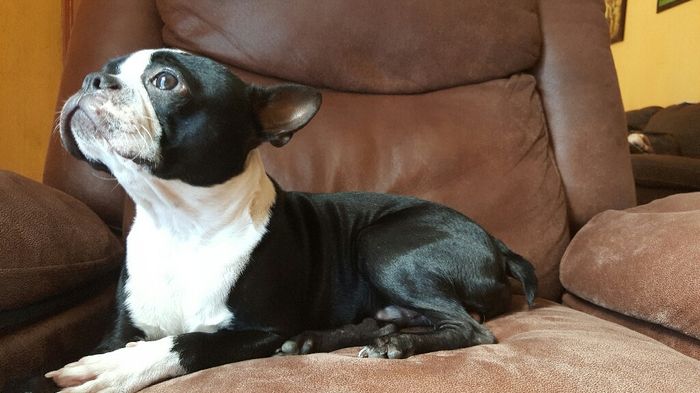 Mi bebé presente: #bostonterrier - 2