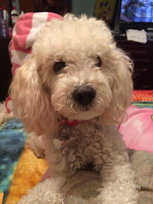 Y ustedes tienen "perrhijos"? Preséntalo/a! :D - 1