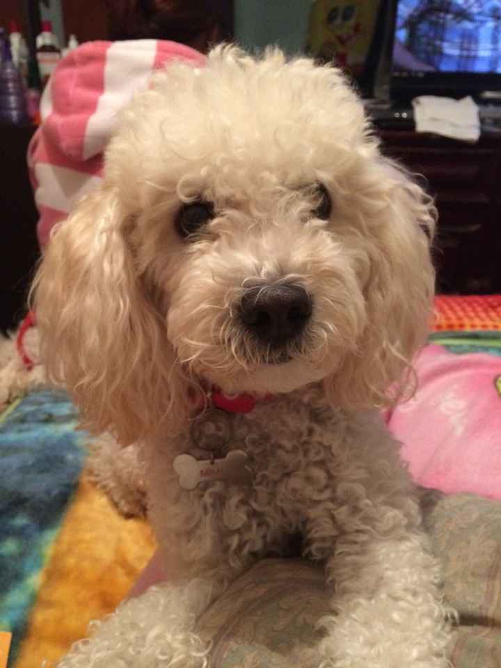 Y ustedes tienen "perrhijos"? Preséntalo/a! :D - 1