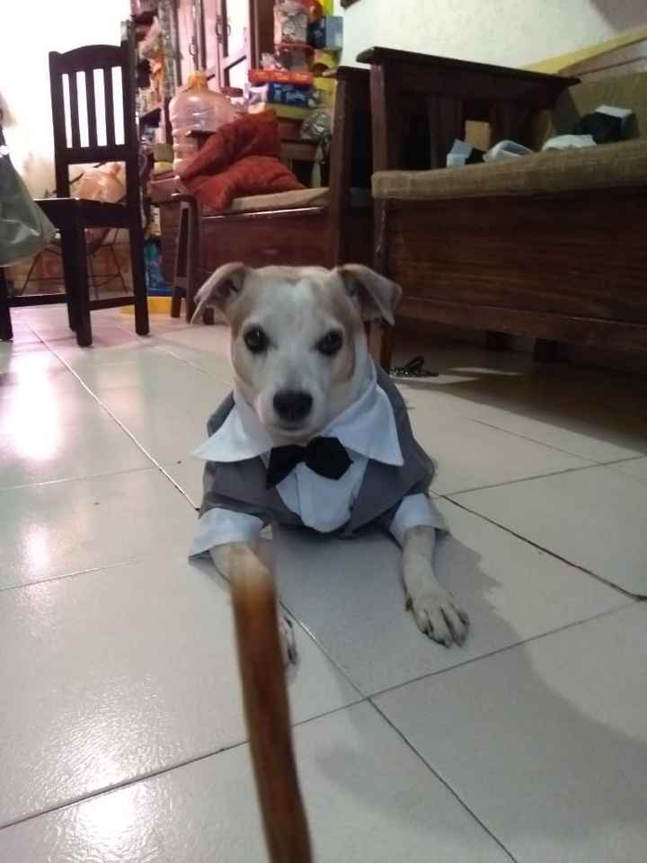 Ellos también formarán parte de mi boda 🥰🥰🥰🐕🦮 - 1