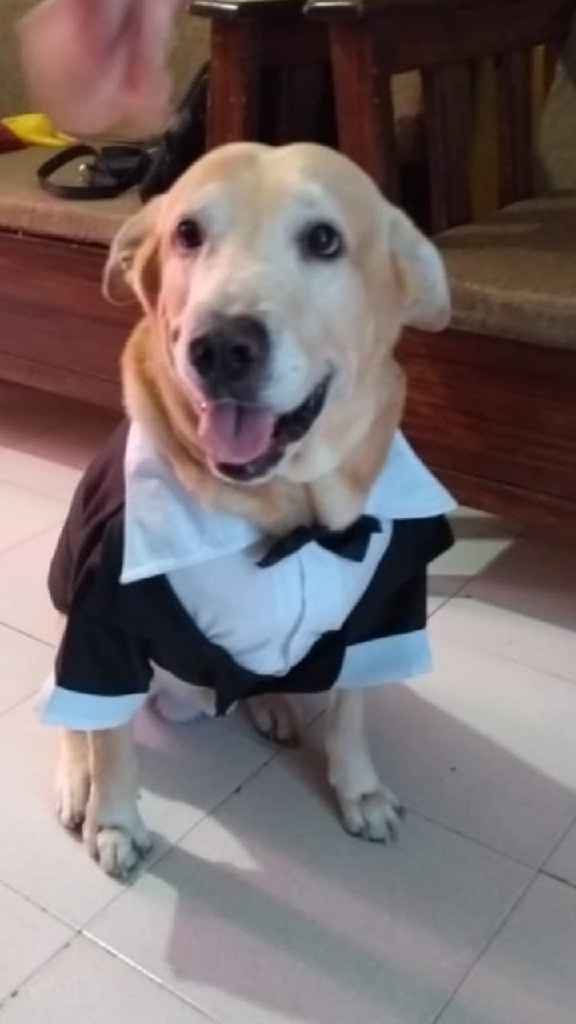 Ellos también formarán parte de mi boda 🥰🥰🥰🐕🦮 - 2