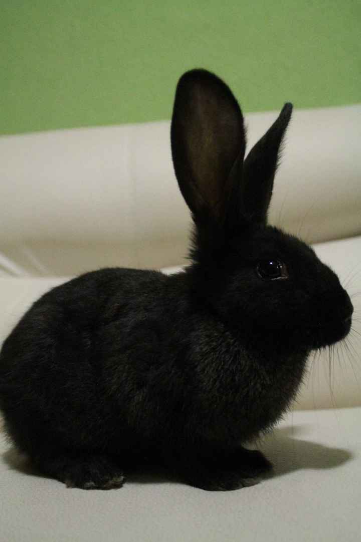 Kevin