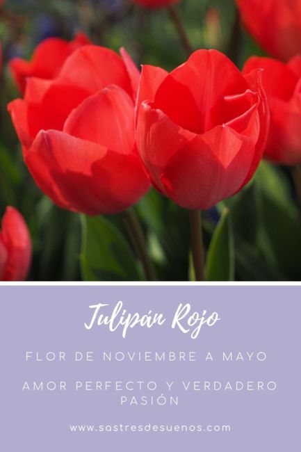 Significado de las flores! - 7