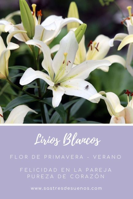 Significado de las flores! - 8