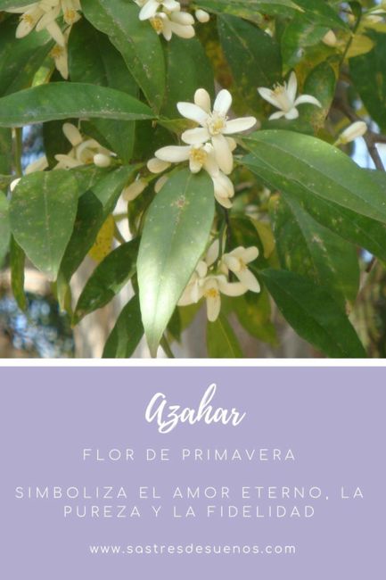 Significado de las flores! - 9