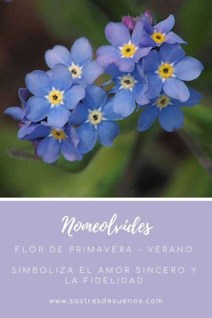 Significado de las flores! - 11