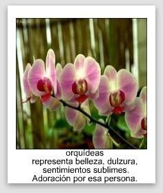 Significado de las flores! - 12