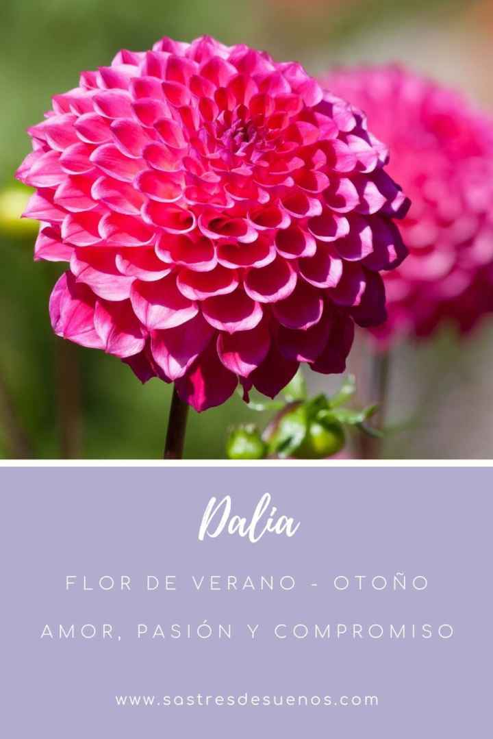 Significado de las flores! - 10