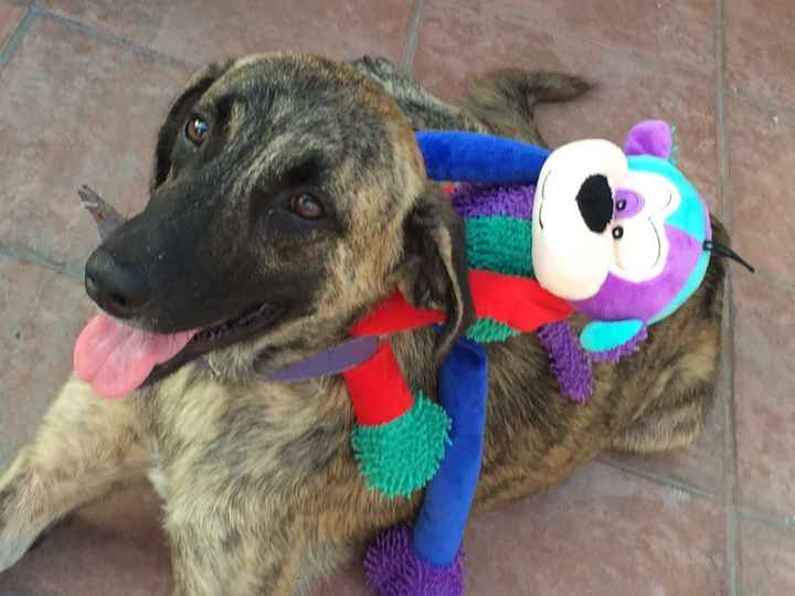 Les presento a.... - 1