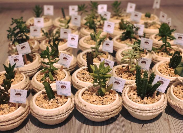 Recuerdos de boda: suculentas 33