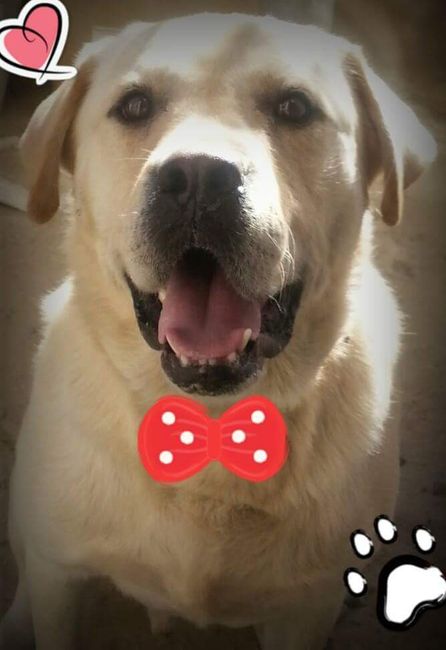 Presenten mascotas.... - 1