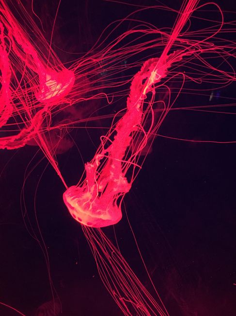 Como planeas tu luna de miel - 1