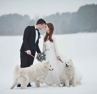 Los clásico perros de niev