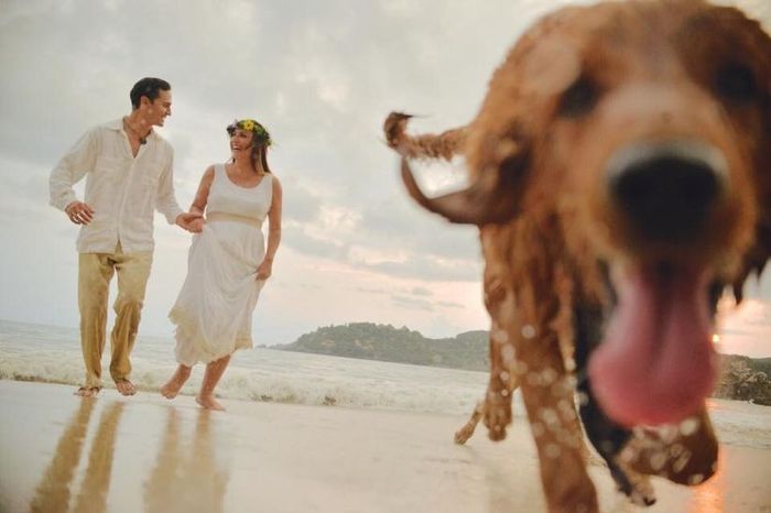 ¿Te vas a tomar fotos de novia con tu mascota? 3