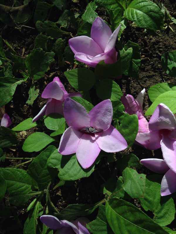 Tipos de anillos de compromiso (muéstrame el tuyo) - 1