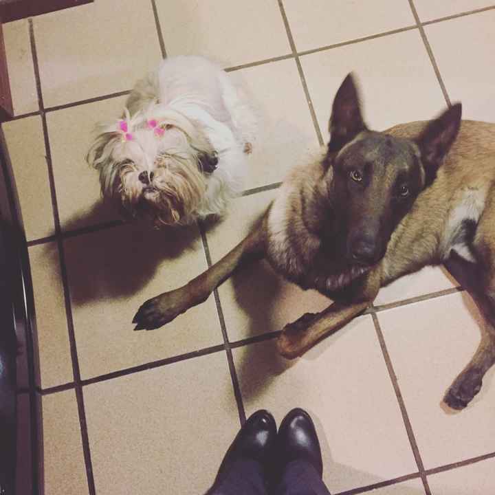 Ustedes ya tiene mascota para su futuro o ya hogar?? - 1