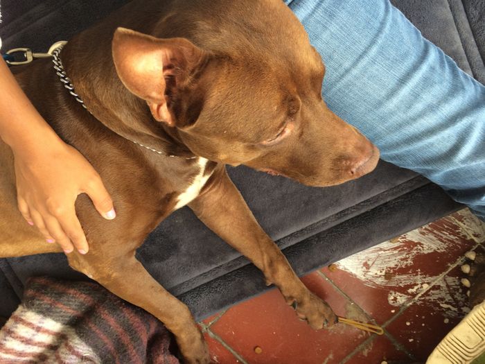  Triste por mi mascota 😭 - 1