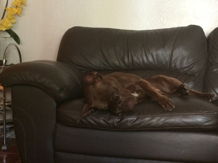  Triste por mi mascota 😭 - 2