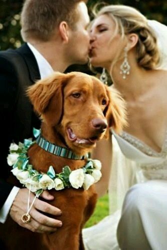 Mascotas en la boda - 2