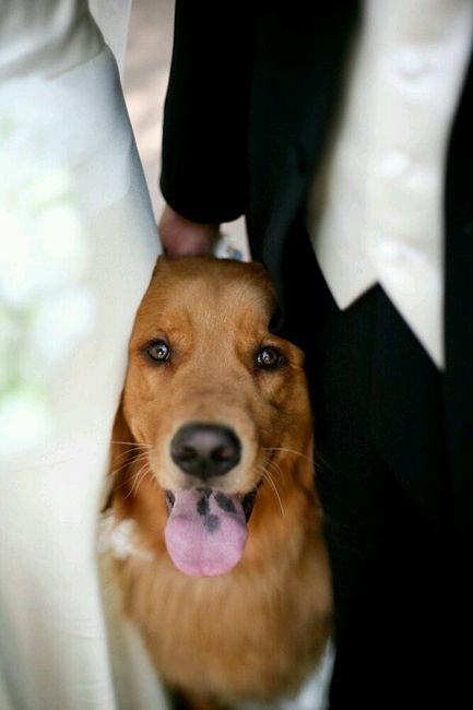 Mascotas en la boda - 4