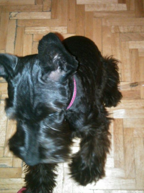 mi mascota 