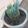 Abelardo