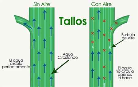 cómo conservar y mantener frescas las flores