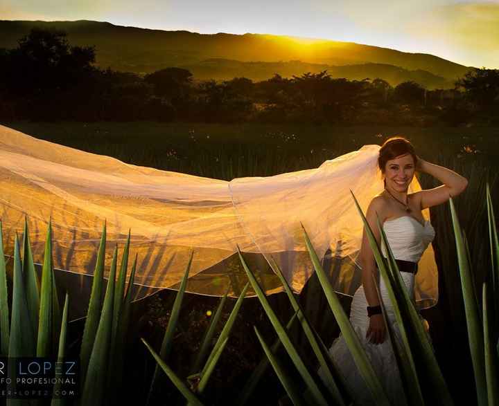 Novias rodeadas de algodón: ¡Inspírate! - 2