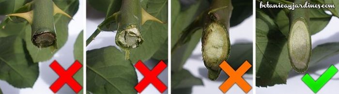 cómo conservar y mantener frescas las flores