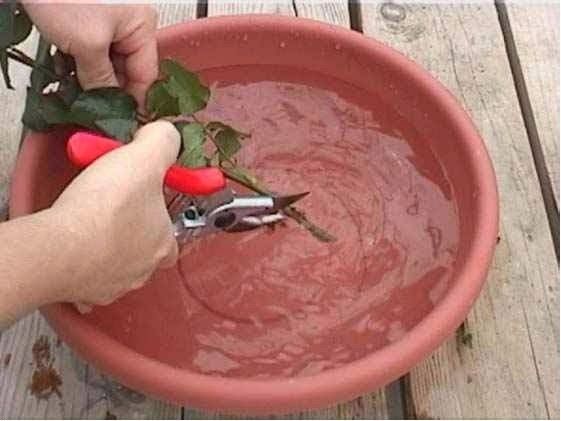 cómo conservar y mantener frescas las flores