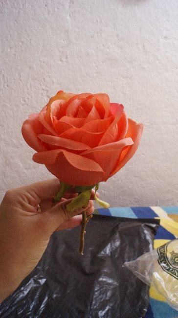 rosa coral