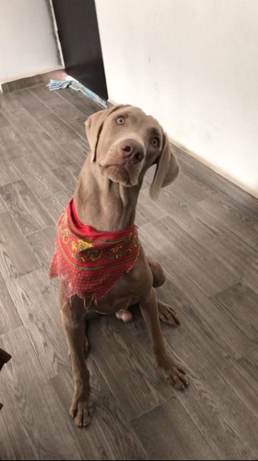 Best dogs or dog of honor - 1